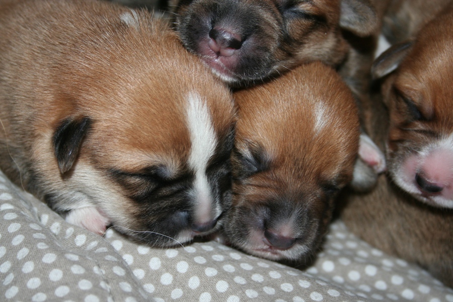 Puppies